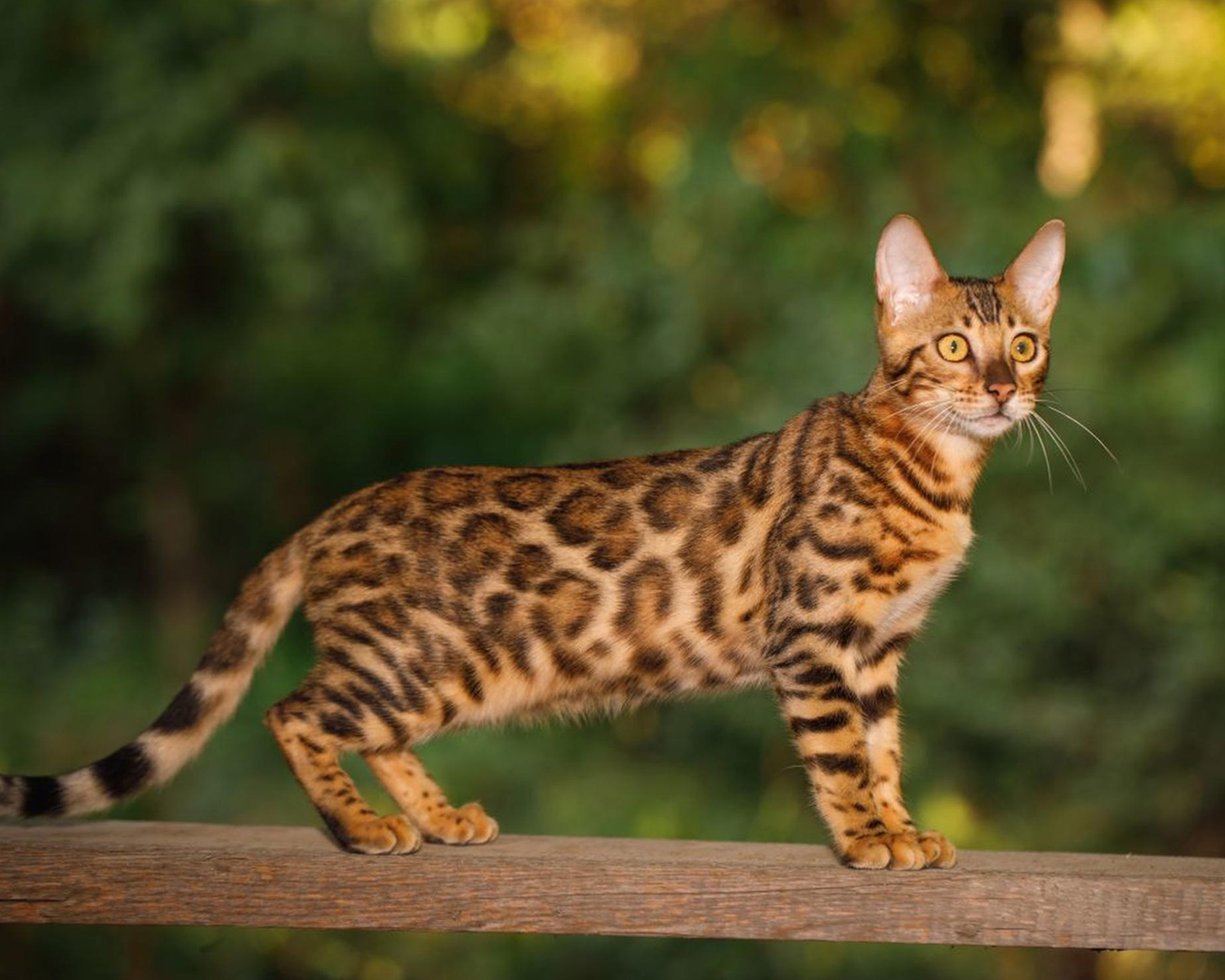 бенгальская кошка фото сколько стоит описание характеристики